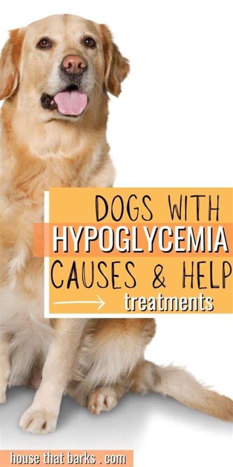 How To Help Hypoglycemia In Dogs | House That Barks