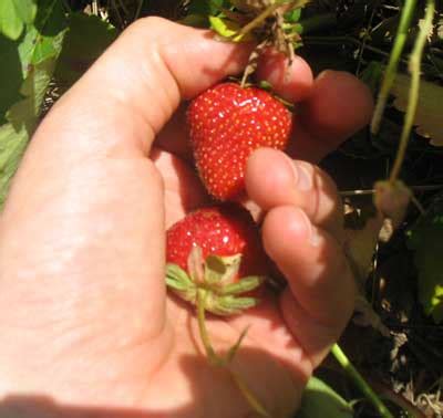 Strawberry Picking – Strawberry Plants . org