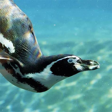 Meet The SEA LIFE Penguins | SEA LIFE Weymouth Aquarium