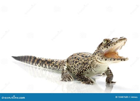 Cuban crocodile stock image. Image of appetite, teeth - 10487685