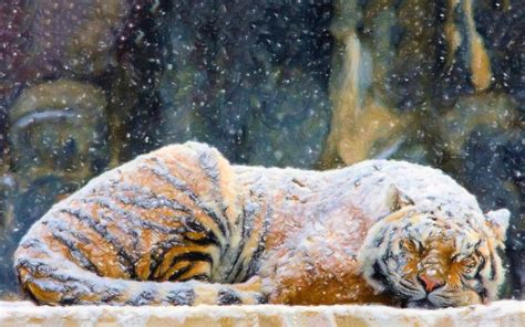 Wallpaper : 1920x1200 px, ART, flakes, paintings, snow, tiger, winter 1920x1200 - 4kWallpaper ...