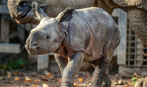 Delight as baby rhino born at Chester Zoo | Nature | News | Express.co.uk