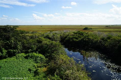 Enjoying the Silence at Shark Valley in Everglades NP – Zamia Ventures