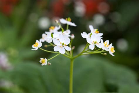 Diphylleia cymosa - BBC Gardeners World Magazine