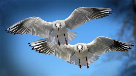 seabirds birds seagulls, HD wallpaper | Wallpaperbetter