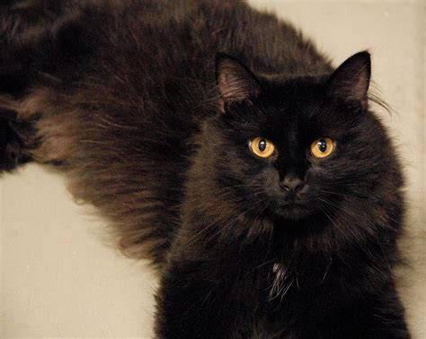 black turkish angora cats - Google Search | Fluffy black cat, Black cat breeds, Angora cats