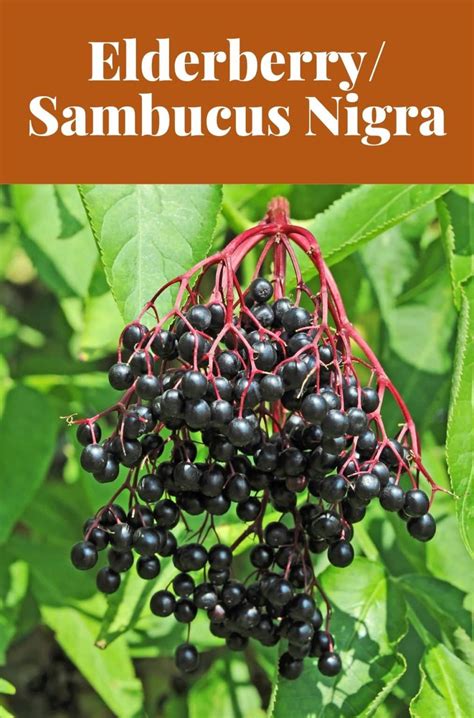 Elderberry (Sambucus Nigra) - Healthier Steps