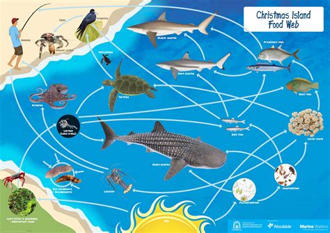 Poster: Christmas Island Food Web • Department of Primary Industries and Regional Development