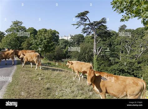 Cattle in Saltram estate, Devon Stock Photo - Alamy