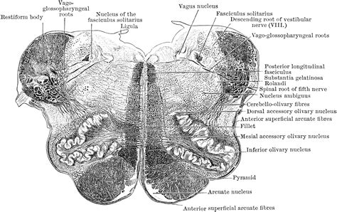 Section Through Medulla in Olivary Region | ClipArt ETC