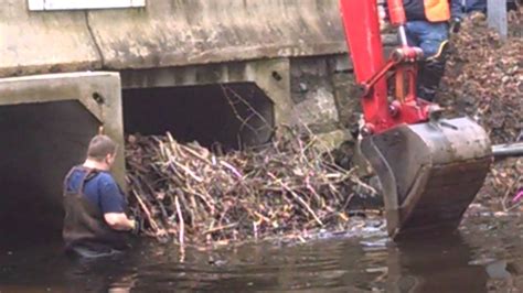 Ashland beaver dam removal - YouTube