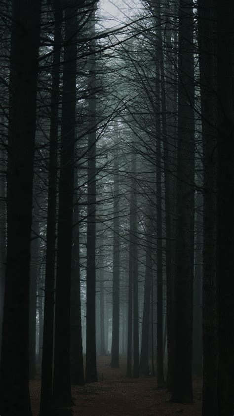 Dark Forest Wallpapers on WallpaperDog