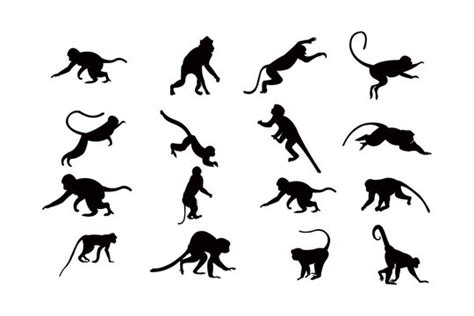 Sitting Monkey Silhouette Images – Browse 1,045 Stock Photos, Vectors, and Video | Adobe Stock