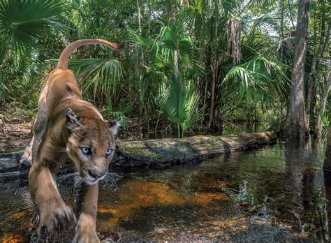 The history of the Florida panther, a symbol of reverence and revulsion