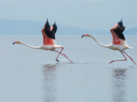 Andean Flamingo: Why is it Endangered?