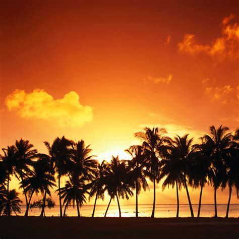 Nature - Palm Trees Sunset - Download iPad/iPad2 Wallpaper