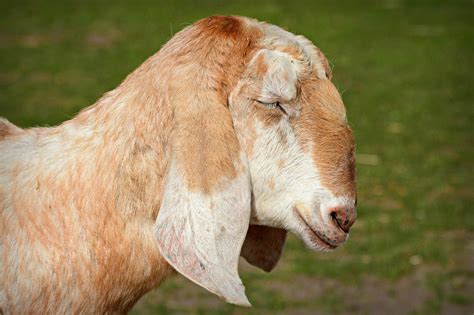 Anglo-Nubian Goat Animal Livestock - Free photo on Pixabay