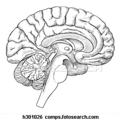 Brain Sagittal Section H | Free Images at Clker.com - vector clip art online, royalty free ...