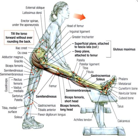 Hamstring exercise | Hamstring workout, Injury prevention, Yoga anatomy