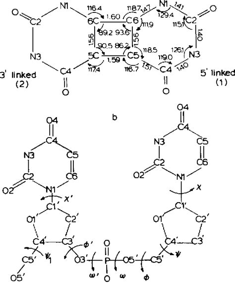 Figure 1 from DNA backbone conformation in cis–syn pyrimidine ...