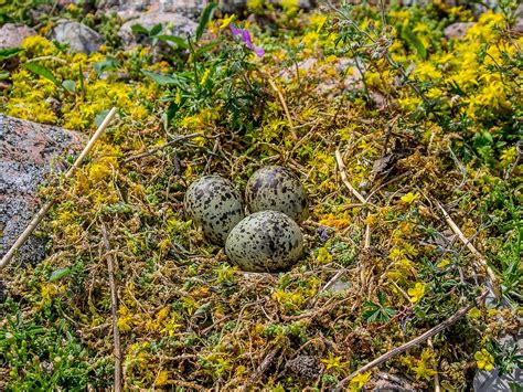 Arctic Tern Bird Facts (Sterna paradisaea) | Bird Fact