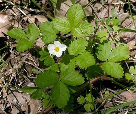 Fragaria vesca (woodland strawberry): Go Botany