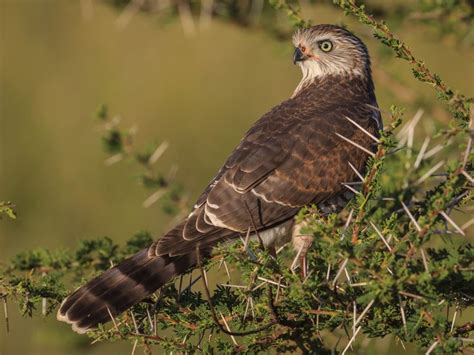 Gabar Goshawk - eBird | Pet birds, Melanistic, Bird species