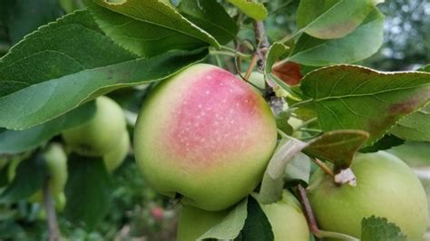 Apple Varieties | Currier Orchards