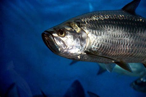 Discover the Majestic Tarpon: Silver King of the Sea - FishOnTips