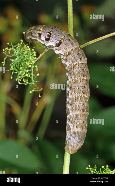 Small Elephant Hawk-moth (Deilephila porcellus), caterpillar feeding on cleaver Stock Photo - Alamy