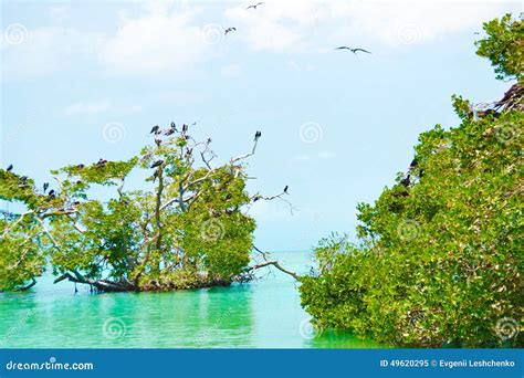 Caribbean Wildlife - Paradise Places Stock Image - Image of jungle, travel: 49620295