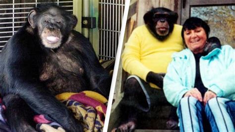 Chilling 911 call moments after family's pet chimpanzee unleashes ...