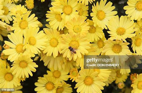 27 Kiku: The Art Of The Japanese Chrysanthemum Stock Photos, High-Res Pictures, and Images ...