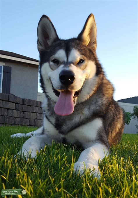 AKC Alaskan Malamute Stud - Stud Dog in WA, the United States | Breed Your Dog