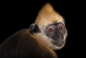 Cat Ba Langur – Endangered Primate Rescue Center