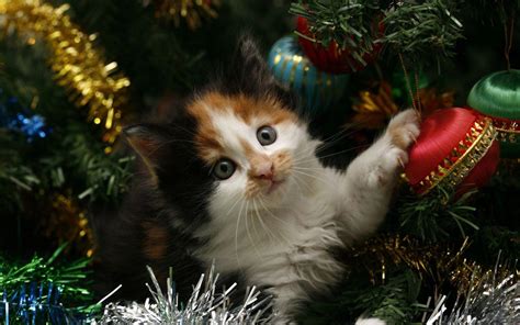 Kitten hiding in the Christmas tree wallpaper | animals | Wallpaper Better