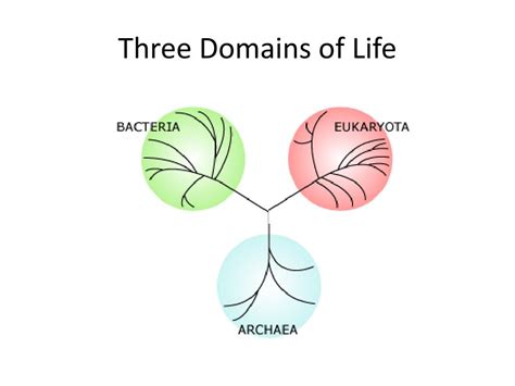 PPT - Three Domains of Life PowerPoint Presentation, free download - ID:5384563