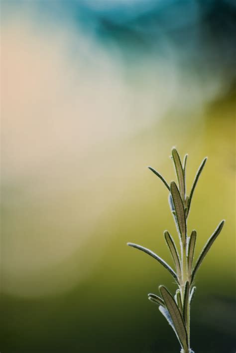 Rosemary plant free image download
