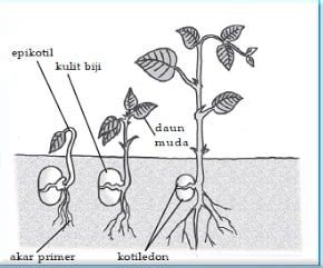 Proses Pertumbuhan Embrio Pada Tumbuhan dan Perkembangan Embrio
