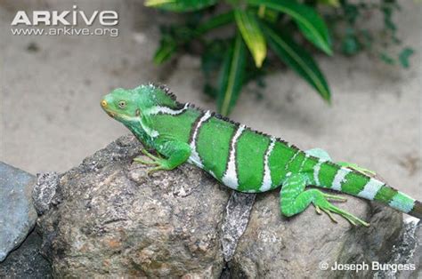 Fiji Crested Iguana | Project Zoo Wiki | Fandom