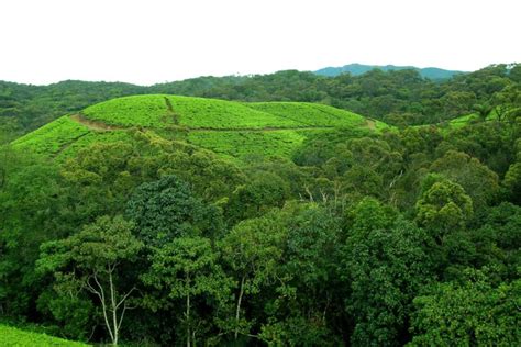 Sri Lanka activists decry downgrade of non-protected ‘other’ forests by ...