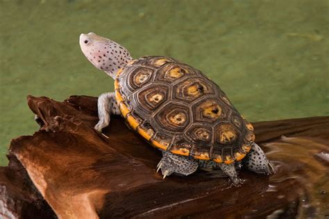 Diamondback Terrapin Facts and Pictures