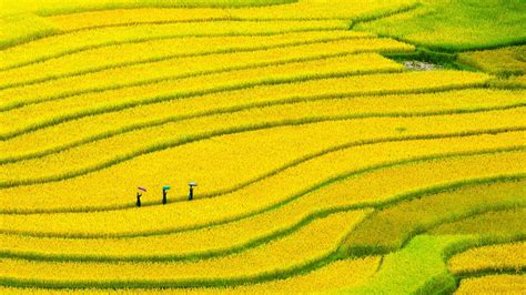 Download Man Made Rice Terrace HD Wallpaper