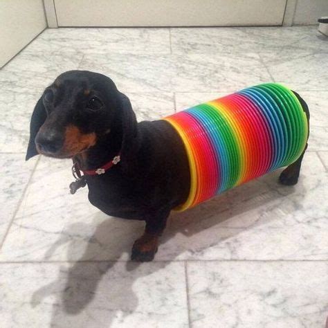 10 Best Wiener Dog Costumes For Halloween [PICTURES | Dachshund puppies, Funny dachshund, Weenie ...