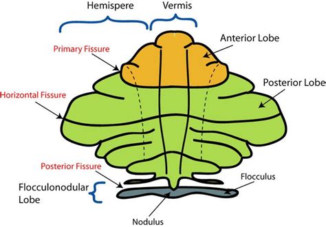 Flocculonodular lobe - Alchetron, The Free Social Encyclopedia