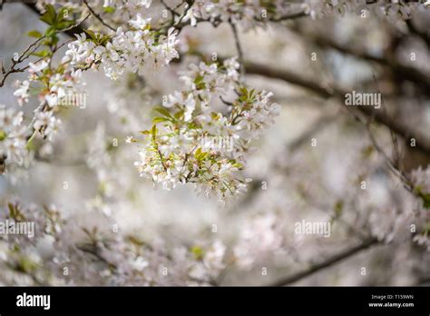 Cherry Blossoms bloom in London Stock Photo - Alamy