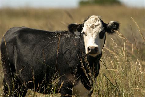 The skinny on beef cow weight maintenance and forage intake - Farm and ...