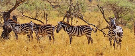 zebras, tanzania, mikumi, national, park, animal, wild, wildlife, zebra ...