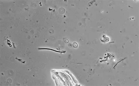 Journey through the oral cavity | Microscopy of Nature