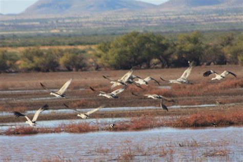 Thousands of sandhill cranes soar into Southern Arizona | Recreation | tucson.com